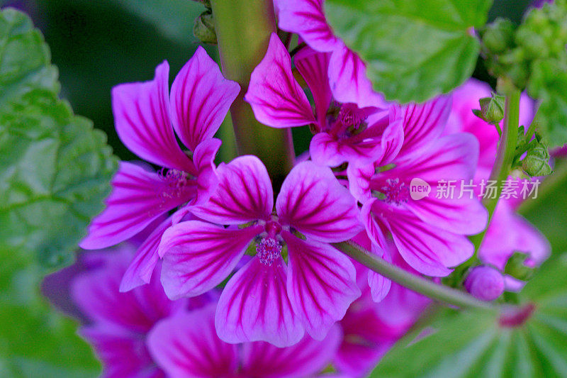 通常是Mallow / Malva Mauritiana / Malva Sylvestris